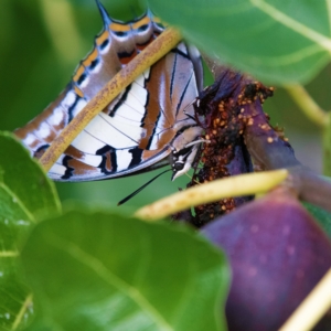 Charaxes sempronius at Higgins, ACT - suppressed