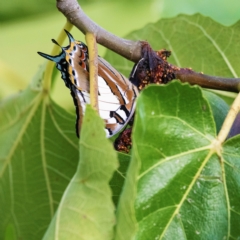 Charaxes sempronius at Higgins, ACT - suppressed