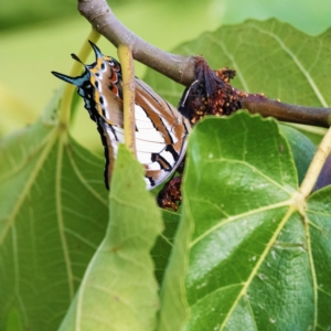 Charaxes sempronius at Higgins, ACT - suppressed