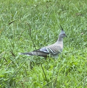 Ocyphaps lophotes at Holt, ACT - 7 Apr 2023