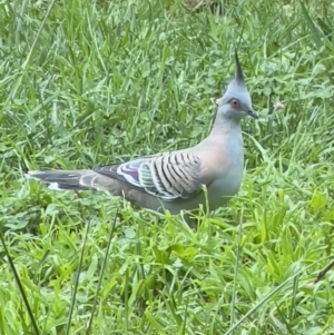 Ocyphaps lophotes at Holt, ACT - 7 Apr 2023