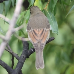 Pachycephala pectoralis at Wodonga, VIC - 7 Apr 2023