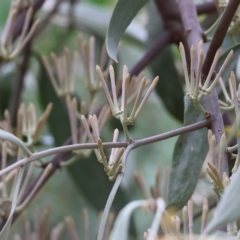 Amyema quandang var. quandang (Grey Mistletoe) at Ward Morrison Park - 7 Apr 2023 by KylieWaldon