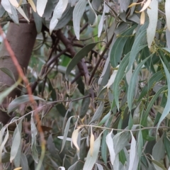 Amyema quandang var. quandang at Wodonga, VIC - 7 Apr 2023