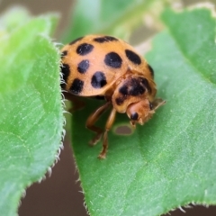 Epilachna sumbana (A Leaf-eating Ladybird) at Wodonga, VIC - 7 Apr 2023 by KylieWaldon