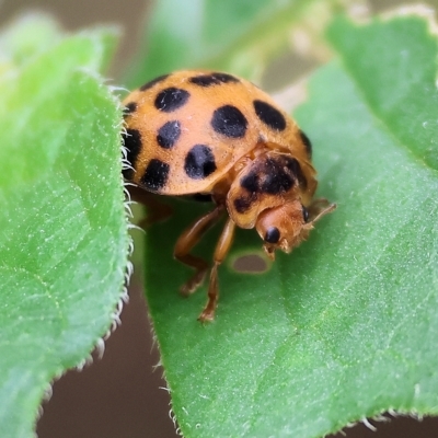 Epilachna sumbana (A Leaf-eating Ladybird) at Wodonga, VIC - 7 Apr 2023 by KylieWaldon