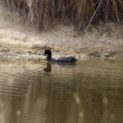 Fulica atra (Eurasian Coot) at Paddys River, ACT - 6 Apr 2023 by RodDeb