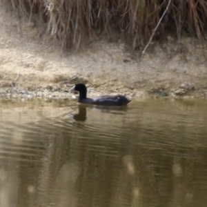 Fulica atra at Paddys River, ACT - 6 Apr 2023