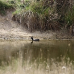 Fulica atra at Paddys River, ACT - 6 Apr 2023