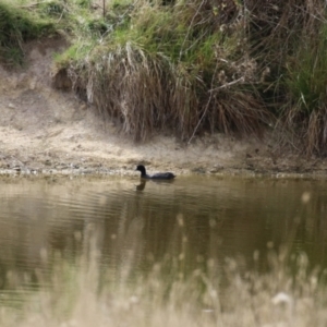 Fulica atra at Paddys River, ACT - 6 Apr 2023