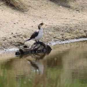 Microcarbo melanoleucos at Paddys River, ACT - 6 Apr 2023