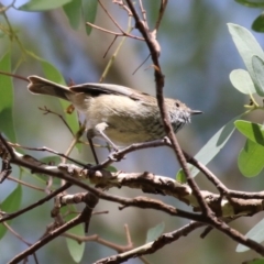Acanthiza pusilla (Brown Thornbill) at Gigerline Nature Reserve - 6 Apr 2023 by RodDeb