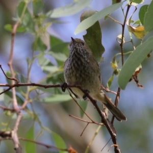 Acanthiza pusilla at Tennent, ACT - 6 Apr 2023