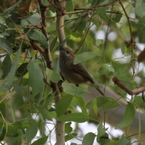 Acanthiza pusilla at Tennent, ACT - 6 Apr 2023