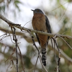 Cacomantis flabelliformis (Fan-tailed Cuckoo) at Gigerline Nature Reserve - 6 Apr 2023 by RodDeb