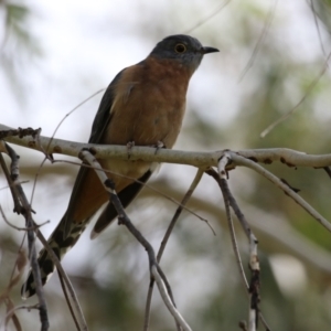 Cacomantis flabelliformis at Tennent, ACT - 6 Apr 2023