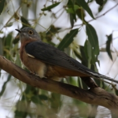 Cacomantis flabelliformis at Tennent, ACT - 6 Apr 2023