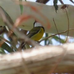 Pachycephala pectoralis (Golden Whistler) at Gigerline Nature Reserve - 6 Apr 2023 by RodDeb