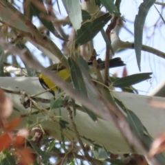 Pachycephala pectoralis at Tennent, ACT - 6 Apr 2023