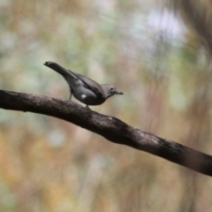 Colluricincla harmonica (Grey Shrikethrush) at Gigerline Nature Reserve - 6 Apr 2023 by RodDeb