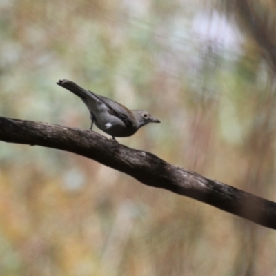 Colluricincla harmonica (Grey Shrikethrush) at Tennent, ACT - 6 Apr 2023 by RodDeb