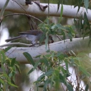 Colluricincla harmonica at Tennent, ACT - 6 Apr 2023 12:05 PM