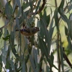 Pardalotus punctatus (Spotted Pardalote) at Gigerline Nature Reserve - 6 Apr 2023 by RodDeb