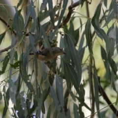 Pardalotus punctatus at Tennent, ACT - 6 Apr 2023