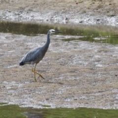 Egretta novaehollandiae (White-faced Heron) at Tennent, ACT - 6 Apr 2023 by RodDeb