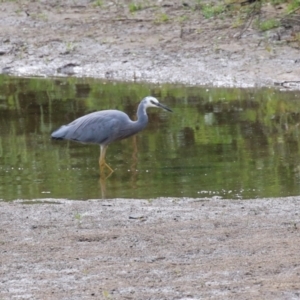 Egretta novaehollandiae at Tennent, ACT - 6 Apr 2023