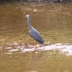 Egretta novaehollandiae at Tennent, ACT - 6 Apr 2023