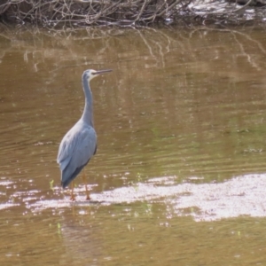 Egretta novaehollandiae at Tennent, ACT - 6 Apr 2023