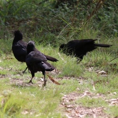 Corcorax melanorhamphos (White-winged Chough) at Gigerline Nature Reserve - 6 Apr 2023 by RodDeb