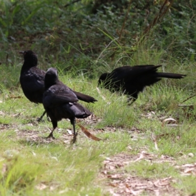 Corcorax melanorhamphos (White-winged Chough) at Tennent, ACT - 6 Apr 2023 by RodDeb