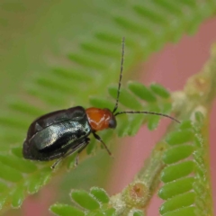 Adoxia benallae (Leaf beetle) at Dryandra St Woodland - 4 Feb 2023 by ConBoekel