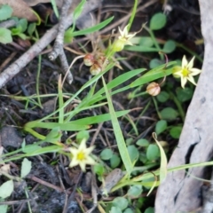 Sisyrinchium rosulatum (Scourweed) at Broadway TSR N.S.W. - 5 Apr 2023 by coljet