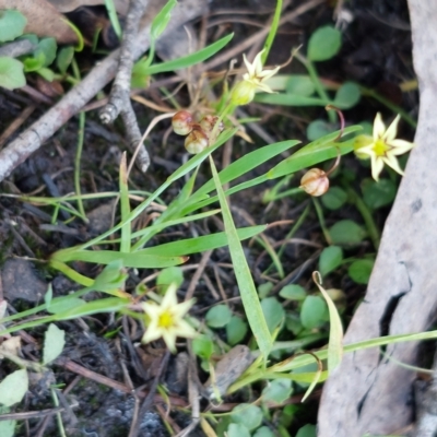 Sisyrinchium rosulatum (Scourweed) at Broadway, NSW - 5 Apr 2023 by coljet