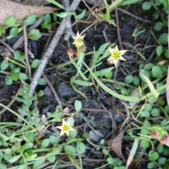 Sisyrinchium rosulatum at Broadway, NSW - 5 Apr 2023