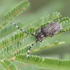 Ancita marginicollis (A longhorn beetle) at Dryandra St Woodland - 4 Feb 2023 by ConBoekel