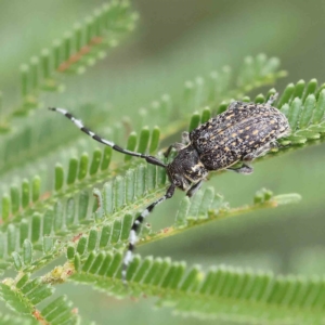 Ancita marginicollis at O'Connor, ACT - 4 Feb 2023