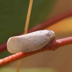 Anzora unicolor (Grey Planthopper) at Dryandra St Woodland - 4 Feb 2023 by ConBoekel