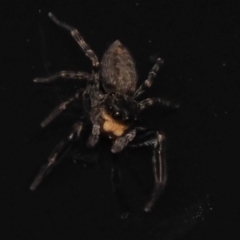 Opisthoncus sp. (genus) (Opisthoncus jumping spider) at Lade Vale, NSW - 7 Apr 2023 by amiessmacro