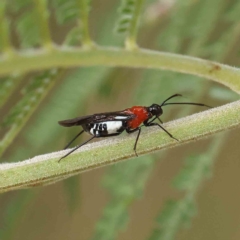 Trilaccus mimeticus (Braconid-mimic plant bug) at Dryandra St Woodland - 4 Feb 2023 by ConBoekel
