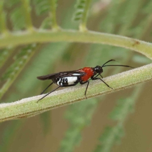 Trilaccus mimeticus at O'Connor, ACT - 4 Feb 2023 03:22 PM