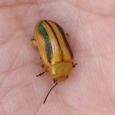 Calomela juncta (Leaf beetle) at Dryandra St Woodland - 4 Feb 2023 by ConBoekel