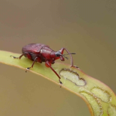 Euops sp. (genus) (A leaf-rolling weevil) at Dryandra St Woodland - 4 Feb 2023 by ConBoekel