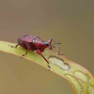 Euops sp. (genus) at O'Connor, ACT - 4 Feb 2023 02:58 PM