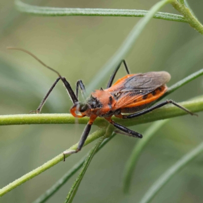Gminatus australis (Orange assassin bug) at Dryandra St Woodland - 4 Feb 2023 by ConBoekel