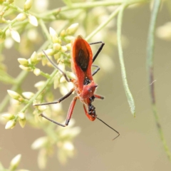 Gminatus australis (Orange assassin bug) at Dryandra St Woodland - 4 Feb 2023 by ConBoekel