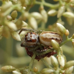 Opisthoncus abnormis (Long-legged Jumper) at Dryandra St Woodland - 4 Feb 2023 by ConBoekel